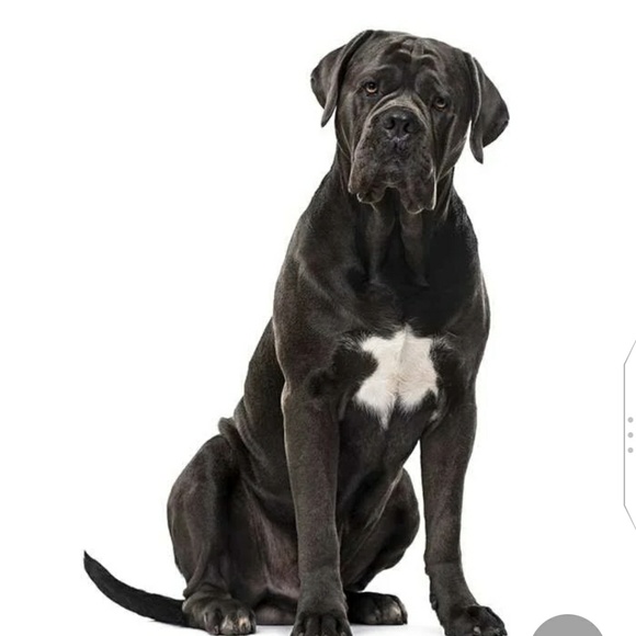 Meet your Posher, Ally - Picture 1 of 1